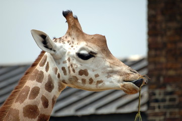 giraffe