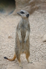 Fototapeta premium meercat