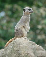 meercat