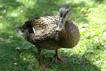 mallard
