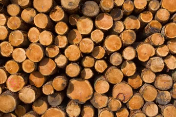 Möbelaufkleber Stack of logs ater felling activities © adrian fortune