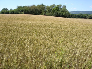 Champ d'orge dans le Bas-Rhin