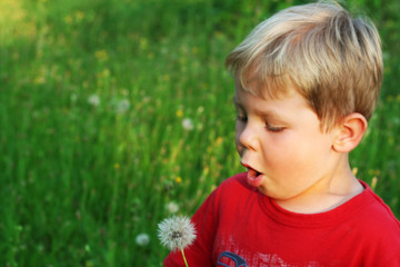 Four year old boy blowing dandelion on a green meadow.