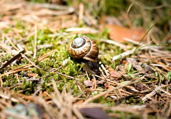 Snail