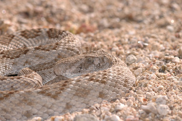 A western diamondback rattlesnake 