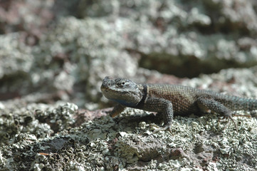 A small spiny lizard from the southern Arizona mountains.