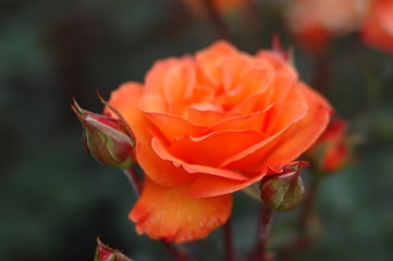 rose