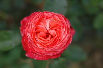 rote rose