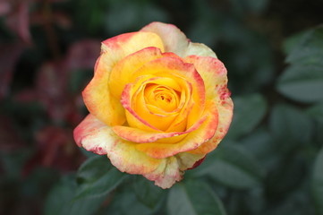 gelbe rose