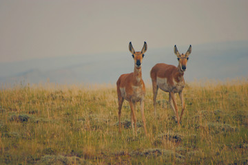 Antelope Pair
