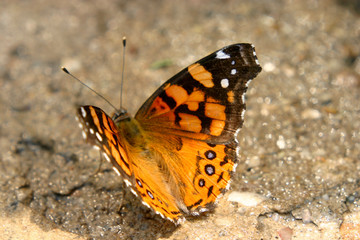 Butterfly Drinking On Cement