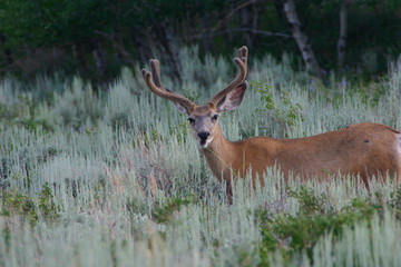 Deer Velvet