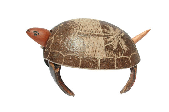 photo turtle