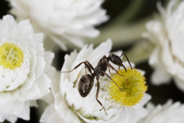 Macro of a tiny ant on a flower.