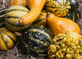 Brightly coloured autumn gourds on a bed of straw