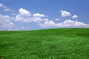 Green grass and blue sky background with copy space