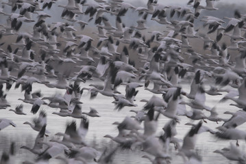 A flock of snow geese 