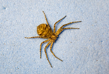 Spider close up on a blue background