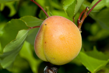 Fruits et baies -101.dng