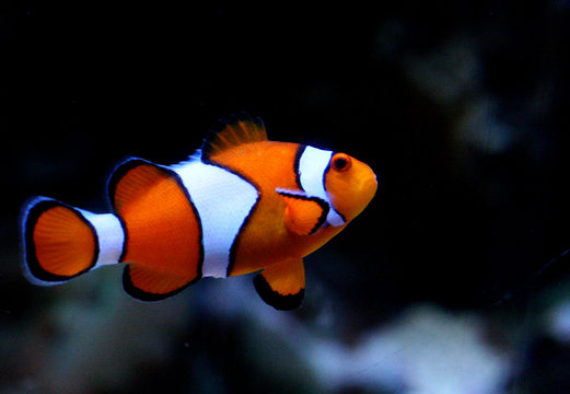 Striped Clownfish