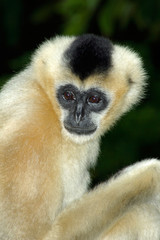 White Cheek Gibbon