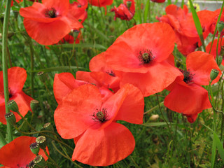 Fototapeta premium coquelicot