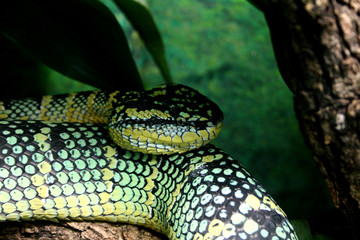 Venomous Snake