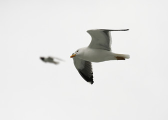 Seagul