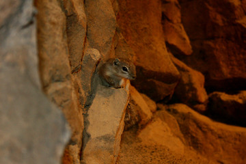 Cute Little Chipmunk