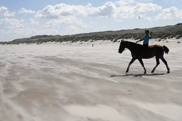 Foto op Plexiglas horse on the beach © John Hofboer