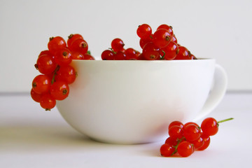 red currant on white