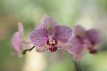 Close-up of a purple orchid 