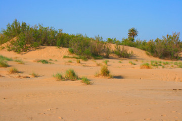 Fototapeta na wymiar Golden sand dune in the afternoon light