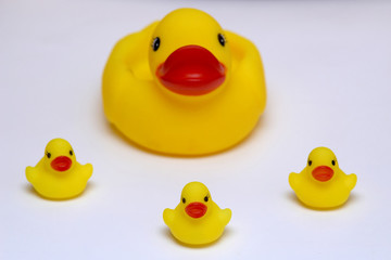 An image of duck with duckling 4j4