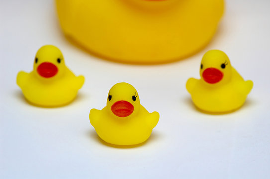 An image of duck with duckling 45jk