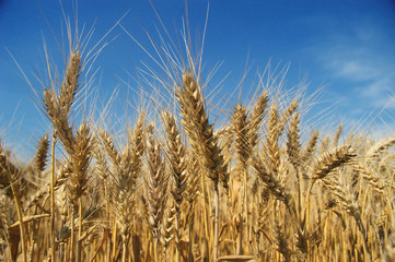 An image of ripe ears of wheat 87