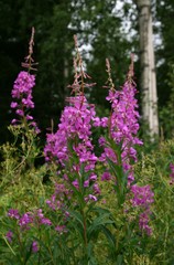 Obraz premium Rosebay willowherb