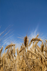 An image of ripe ears of wheat 14