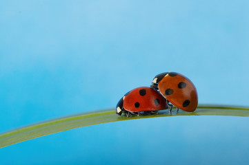 Two ladybugs on grass blade loving each other. Blue background.