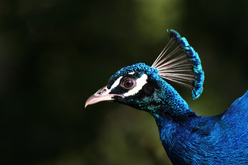 blauer Pfau