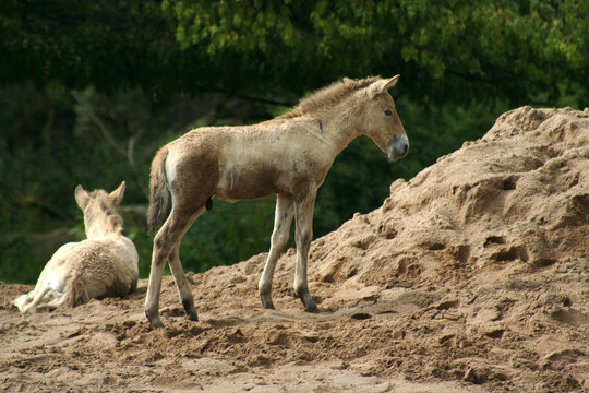 Przewalski-Fohlen
