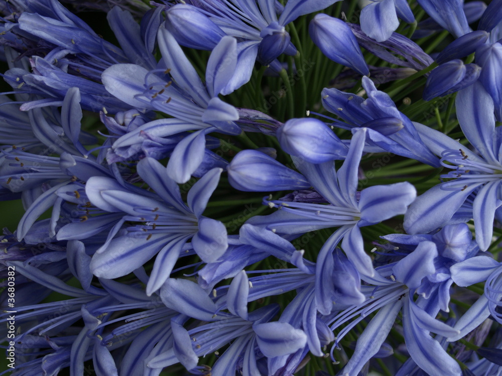 Wall mural blue flower