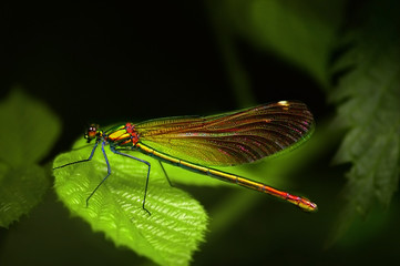 Male Banded Damselfly