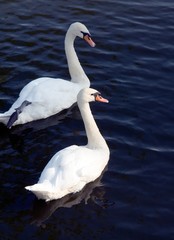 Two white swans