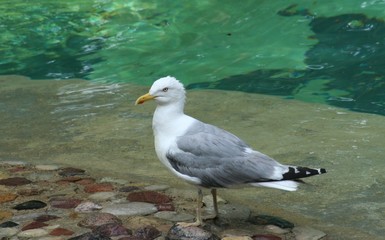 seagull beside water