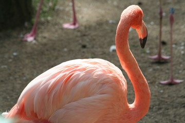 flamingo in sunlight