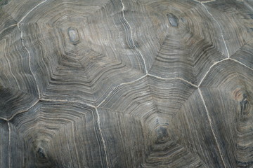 pattern on turtle scutum