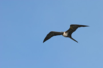 Black and White Bird