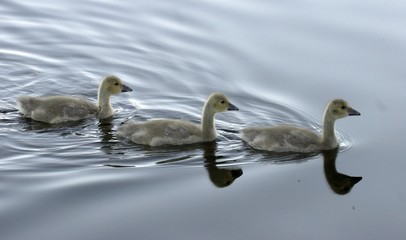 Young Canadian Goose 