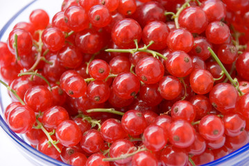 Frische Johannisbeeren 4